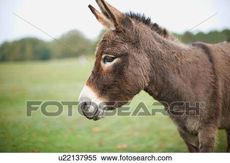 Portrait of cute donkey in field View Large Photo Image Stock Photography - Portrait of cute donkey in field. Fotosearch