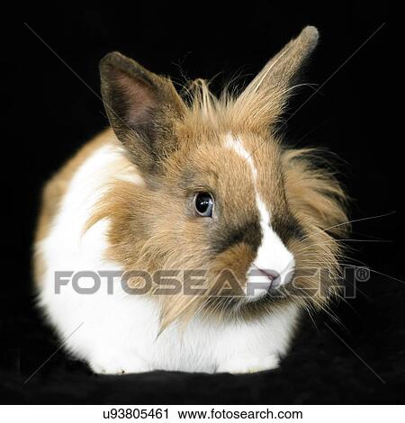 Portrait of staring brown and white fluffy rabbit on black background View Large Photo Image Stock Image - Portrait of staring brown and white fluffy rabbit on black background. Fotosearch