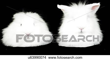 Portrait of two white fluffy rabbits on black background View Large Photo Image Picture - Portrait of two white fluffy rabbits on black background. Fotosearch
