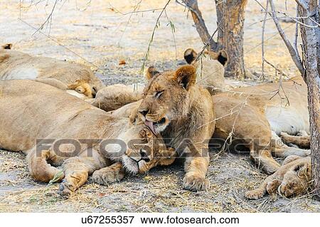 Stock Photo - Pride of Lions, Botswana. Fotosearch