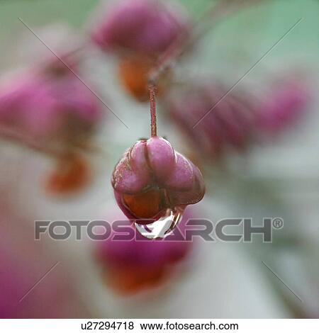 Stock Photo - Purple autumn berries with water droplet. Fotosearch