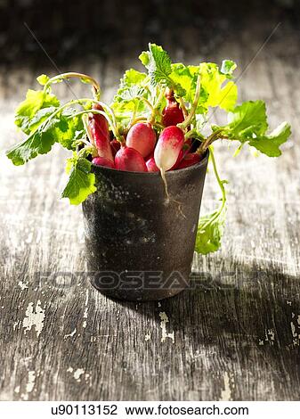 Radishes in vintage metal pot View Large Photo Image Stock Image - Radishes in vintage metal pot. Fotosearch