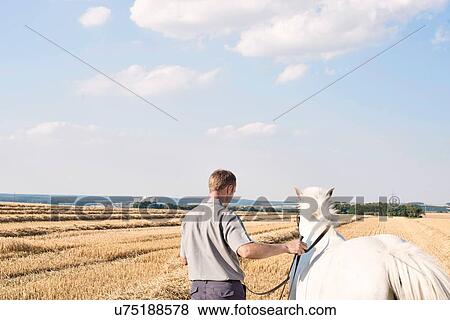 Stock Photo - Rear view of man training white horse horse in field. Fotosearch