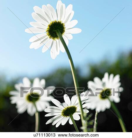 Rear view of sunlit daisies against blue sky View Large Photo Image Stock Image - Rear view of sunlit daisies against blue sky. Fotosearch