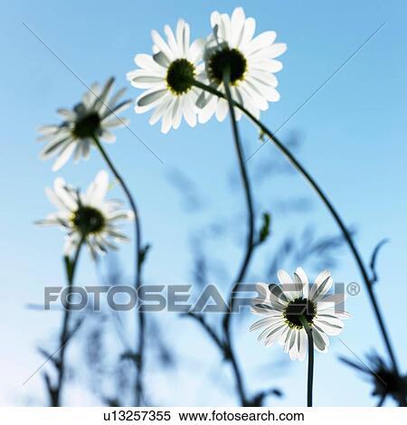 Stock Photography - Rear view of sunlit daisies and stems against blue sky. Fotosearch