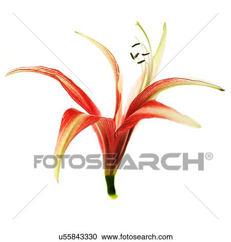 Stock Image - Red flower head with stamen on white background. Fotosearch