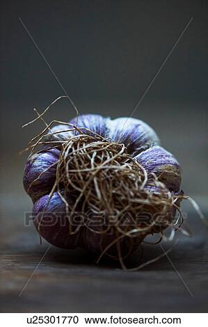 Roots on whole purple garlic bulb View Large Photo Image Stock Image - Roots on whole purple garlic bulb. Fotosearch