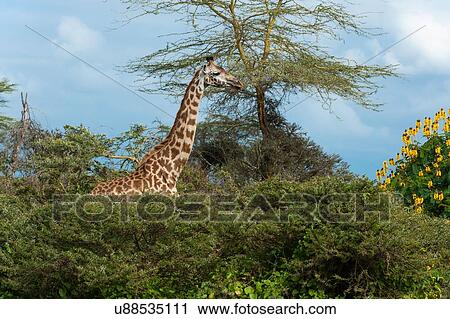 Stock Image - Rothschild's giraffe (Giraffa camelopardalis rothschildi), Lake Naivasha, Kenya, Africa. Fotosearch