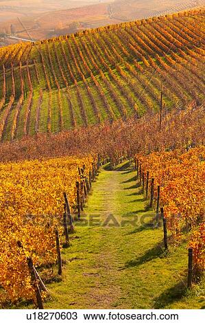 Stock Image - Rows of autumn vineyards, Langhe, Piedmont, Italy. Fotosearch