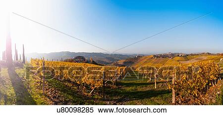 Stock Photography - Rows of golden autumn vineyards at sunrise, Langhe, Piedmont, Italy. Fotosearch