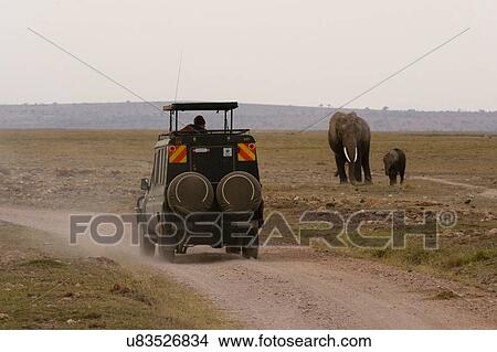Picture - Safari vehicle by African elephants (Loxodonta africana), Amboseli National Park, Kenya, Africa. Fotosearch