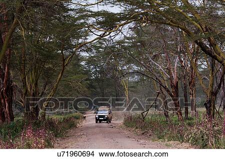 Picture - Safari vehicle, Lake Nakuru National Park, Kenya. Fotosearch