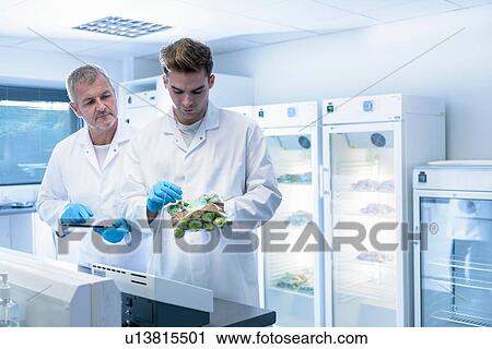 Scientists inspecting food for freshness in laboratory in food packaging printing factory View Large Photo Image Stock Image - Scientists inspecting food for freshness in laboratory in food packaging printing factory. Fotosearch