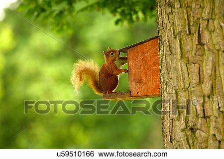 Side view of red squirrel (Sciurus vulgaris) reaching into feeder attached to tree trunk View Large Photo Image Stock Photograph - Side view of red squirrel (Sciurus vulgaris) reaching into feeder attached to tree trunk. Fotosearch