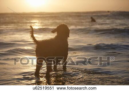 Stock Image - Silhouette of dog watching surfer in sea, Devon, England, UK. Fotosearch