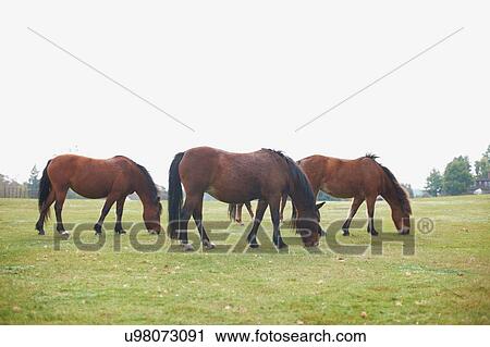 Small group of bay horses grazing in field View Large Photo Image Stock Image - Small group of bay horses grazing in field. Fotosearch