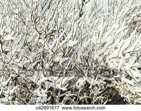 Stock Photo - Snow covered bush, close-up. Fotosearch