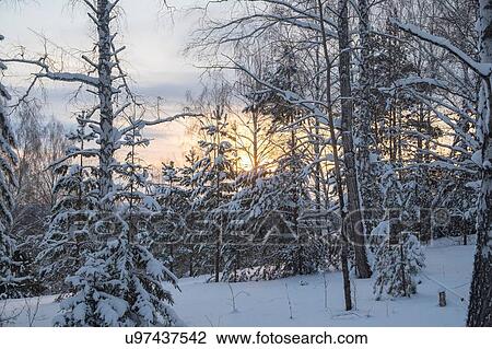 Stock Image - Snow covered forest landscape, Ural, Russia. Fotosearch