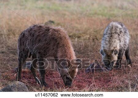 Stock Image - Spotted hyenas (Crocuta crocuta), Masai Mara, Kenya, Africa. Fotosearch
