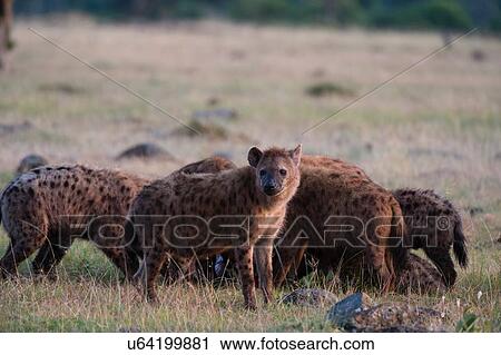 Spotted hyenas (Crocuta crocuta), Masai Mara, Kenya, Africa View Large Photo Image Stock Image - Spotted hyenas (Crocuta crocuta), Masai Mara, Kenya, Africa. Fotosearch