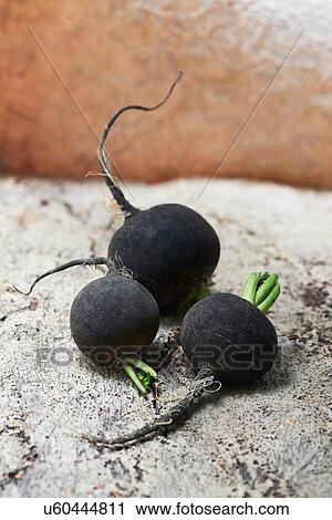 Three whole black radish View Large Photo Image Stock Image - Three whole black radish. Fotosearch