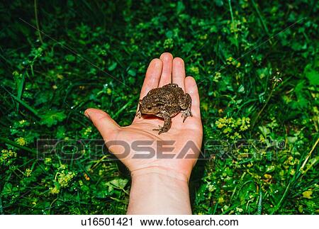 Stock Image - Toad on womans hand. Fotosearch