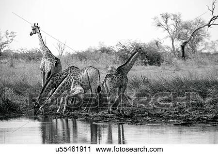 Stock Image - Tower of giraffes drinking at water pan, Okavango Delta, Botswana. Fotosearch