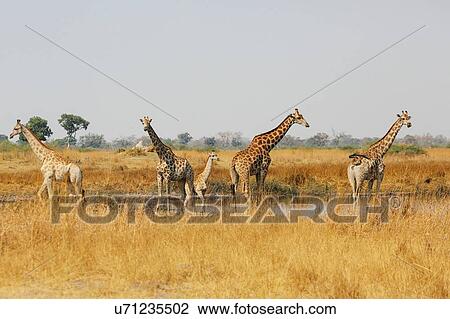 Tower of giraffes standing in water pan, Botswana View Large Photo Image Stock Image - Tower of giraffes standing in water pan, Botswana. Fotosearch