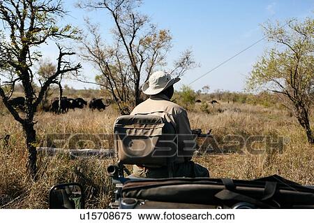 Stock Photography - Tracker in bush on safari, buffalo in background, Kruger National Park, South Africa. Fotosearch
