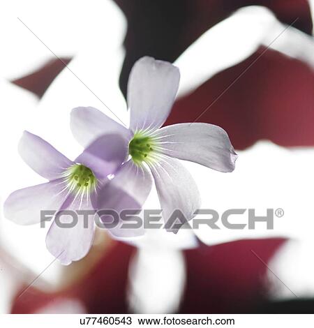 Transparent purple flowers and burgundy red leaves View Large Photo Image Stock Image - Transparent purple flowers and burgundy red leaves. Fotosearch