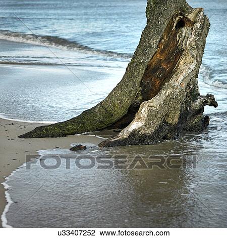 Stock Image - Tree surrounded by seawater on beach at high tide. Fotosearch