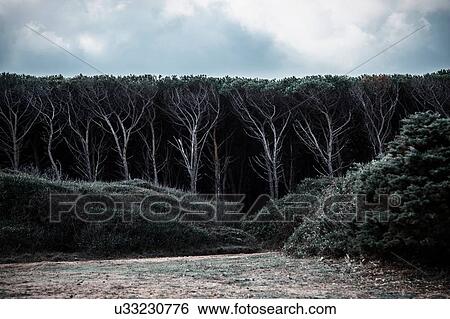 Stock Photograph - Trees on the edge of dense dark forest, Costa Smeralda, Sardinia, Italy. Fotosearch