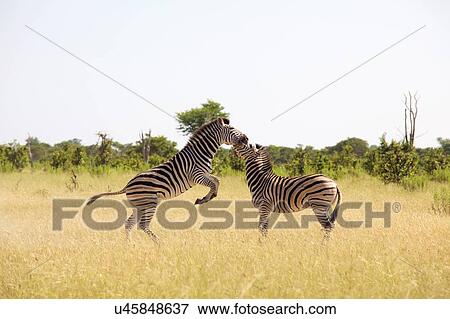 Two zebra playing, Okavango Delta, Botswana View Large Photo Image Stock Photo - Two zebra playing, Okavango Delta, Botswana. Fotosearch