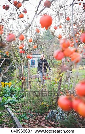 View through persimmon tree of mid adult man in garden, looking away View Large Photo Image Stock Photo - View through persimmon tree of mid adult man in garden, looking away. Fotosearch