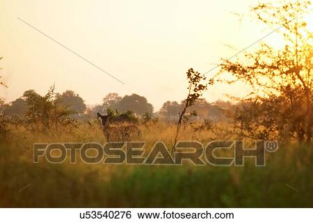 Waterbuck at sunrise in Moremi Game Reserve, Okavango Delta, Botswana View Large Photo Image Stock Photograph - Waterbuck at sunrise in Moremi Game Reserve, Okavango Delta, Botswana. Fotosearch