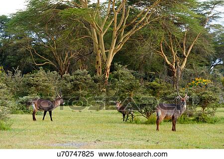 Stock Photography - Waterbuck (Kobus ellipsiprymnus), Lake Naivash, Kenya, Africa. Fotosearch