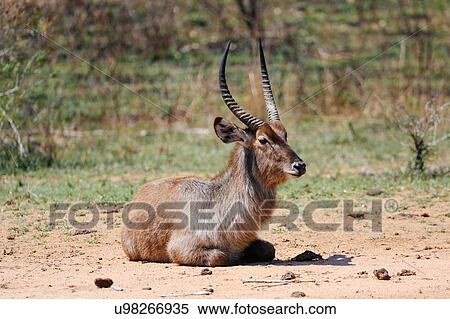 Stock Photography - Waterbuck sitting on front hooves, Sabi Sand Game Reserve, South Africa. Fotosearch