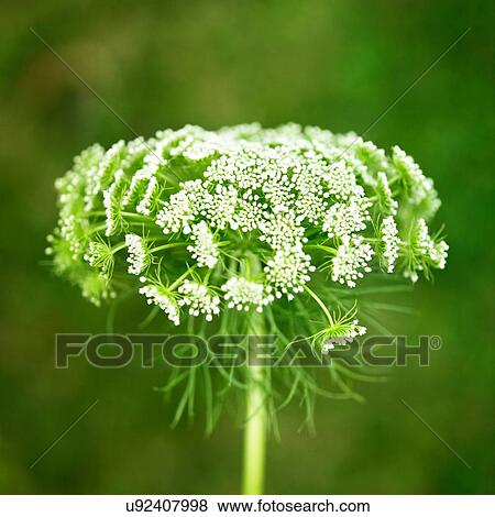 Stock Photo - White budding wildflower against green. Fotosearch