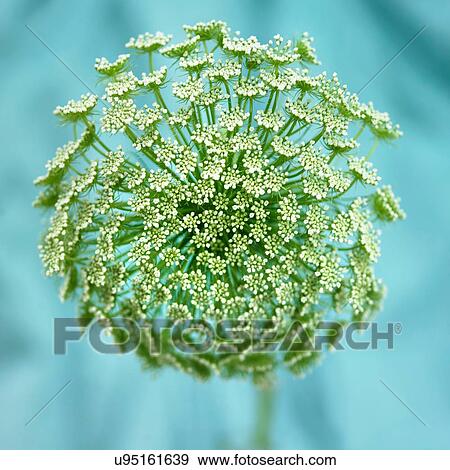 White budding wildflower against turquoise View Large Photo Image Stock Photo - White budding wildflower against turquoise. Fotosearch