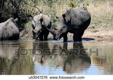 White rhinoceros drinking from pool of water, Sabi Sand Game Reserve, South Africa View Large Photo Image Stock Photograph - White rhinoceros drinking from pool of water, Sabi Sand Game Reserve, South Africa. Fotosearch