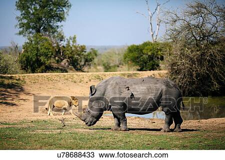 White rhinoceros grazing with oxpeckers on his back, young lion in background, Sabi Sand Game Reserve, South Africa View Large Photo Image Stock Image - White rhinoceros grazing with oxpeckers on his back, young lion in background, Sabi Sand Game Reserve, South Africa. Fotosearch