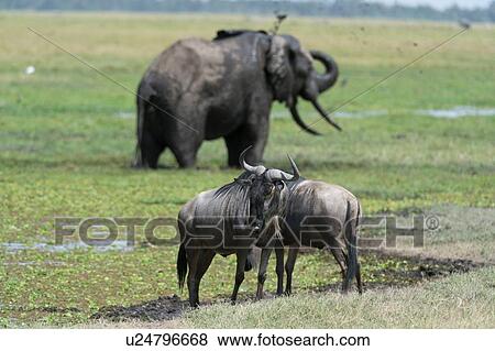 Wildebeest (Connochaetes taurinus) and African elephant (Loxodonta africana), Amboseli National Park, Kenya, Africa View Large Photo Image Stock Photo - Wildebeest (Connochaetes taurinus) and African elephant (Loxodonta africana), Amboseli National Park, Kenya, Africa. Fotosearch