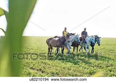 Woman and man riding and leading six horses in field View Large Photo Image Picture - Woman and man riding and leading six horses in field. Fotosearch
