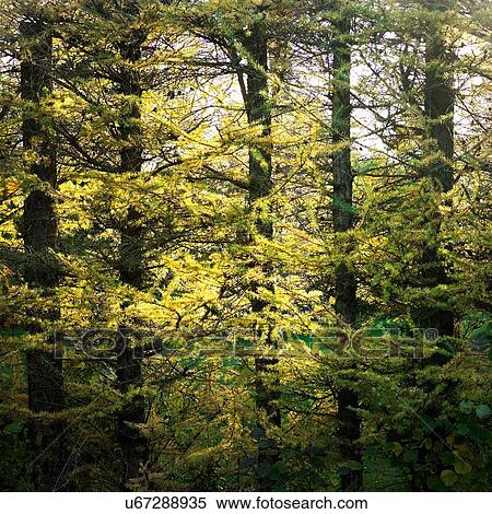Yellowing foliage in sunlit autumn forest View Large Photo Image Stock Photography - Yellowing foliage in sunlit autumn forest. Fotosearch