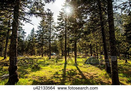 Young woman camping in sunlit forest, Russia View Large Photo Image Picture - Young woman camping in sunlit forest, Russia. Fotosearch