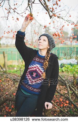 Stock Photograph - Young woman reaching up picking persimmon fruit from tree, looking up. Fotosearch