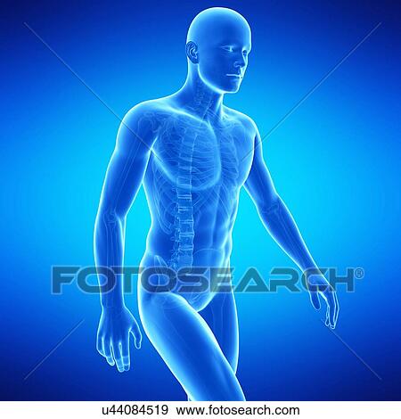 人間の解剖学 イラスト イラスト U Fotosearch
