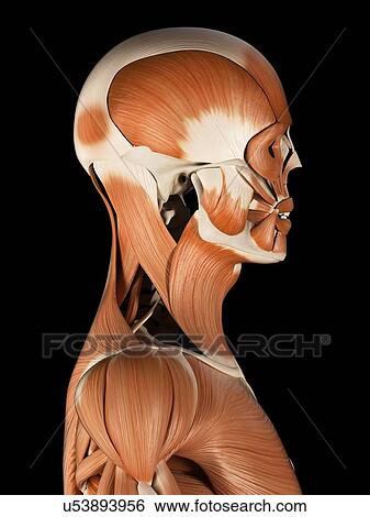 人間の頭 顔筋肉 イラスト イラスト U Fotosearch