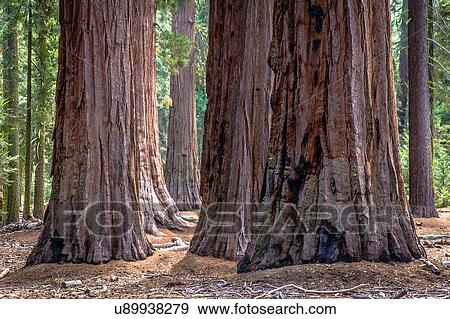 群がりなさい の 巨大なレッドウッド 木の幹 Yosemite の 国立公園 カリフォルニア アメリカ 写真館 イメージ館 U9379 Fotosearch