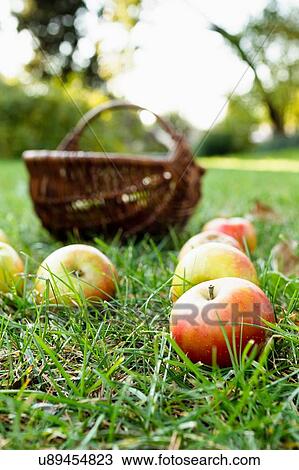 Stock Image - Apples on grass with basket behind. Fotosearch
